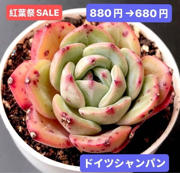紅葉祭SALE★新入荷★韓国苗★ドイツシャンパン★可愛い紅葉超美苗★多肉植物★エケベリア