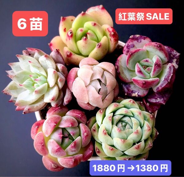 紅葉祭SALE★6苗1380円★韓国苗★桜の桃、紫薔薇、桜ベリー、ピンクブルーバード等★可愛い紅葉超美苗★多肉植物★エケベリア