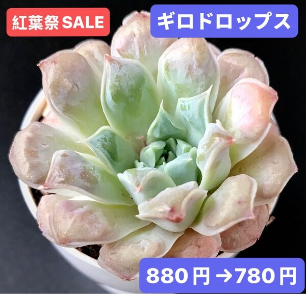 紅葉祭SALE★新入荷★韓国苗★ギロドロップス★可愛い紅葉大苗★超美苗★多肉植物★エケベリア