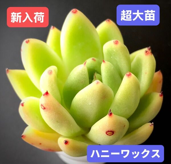 新入荷★韓国苗★ハニーワックス★レア種★可愛い紅葉超大苗★超美苗★多肉植物★エケベリア