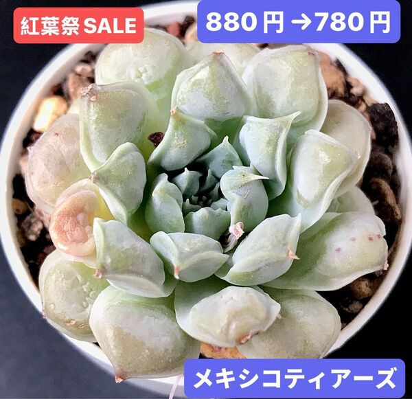 紅葉祭SALE★新入荷★韓国苗★メキシコティアーズ★可愛い紅葉大苗★超美苗★多肉植物★エケベリア