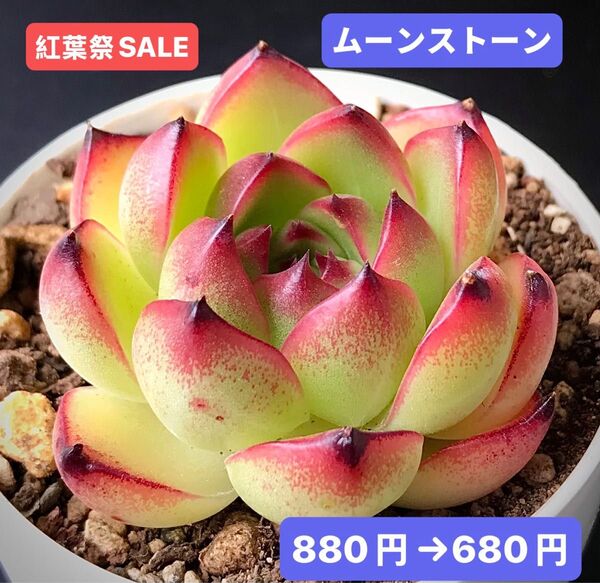 紅葉祭SALE★新入荷★韓国苗★ムーンストーン★可愛い紅葉大苗★超美苗★多肉植物★エケベリア