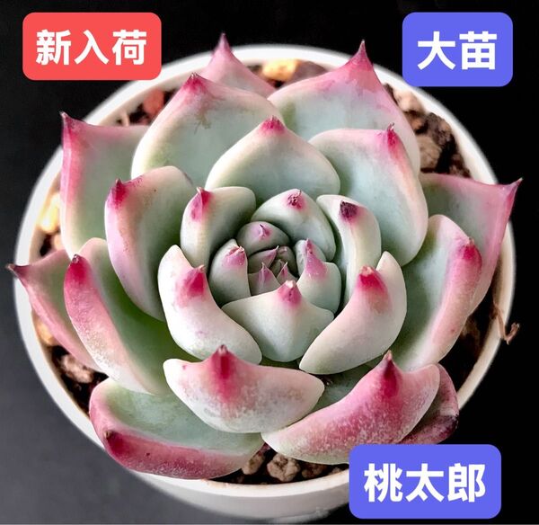 新入荷★韓国苗★桃太郎★レア種★可愛い紅葉大苗★超美苗★多肉植物★エケベリア
