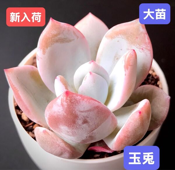 新入荷★韓国苗★玉兎★レア種★可愛い紅葉大苗★超美苗★多肉植物★エケベリア