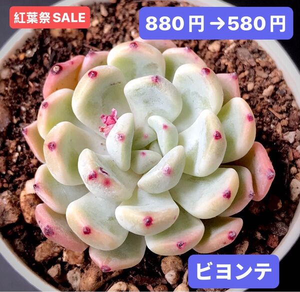 紅葉祭SALE★新入荷★韓国苗★ビヨンテ★可愛い紅葉超美苗★多肉植物★エケベリア