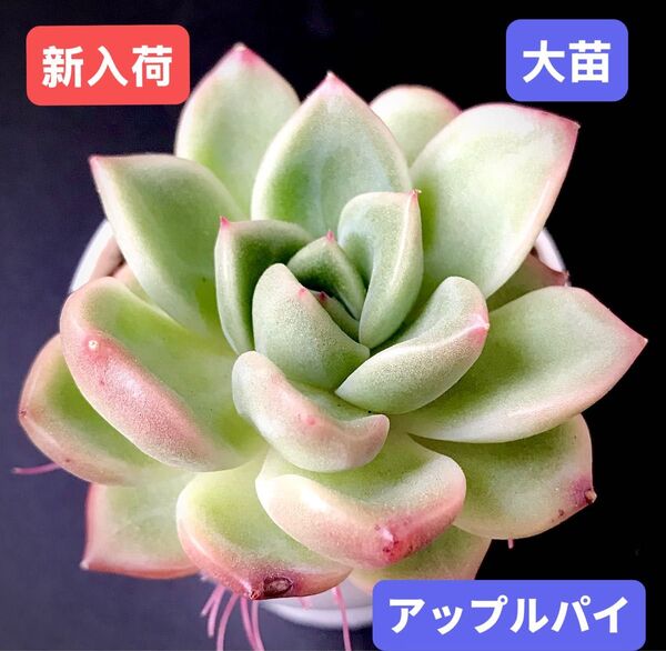 新入荷★韓国苗★アップルパイ★レア種★可愛い紅葉大苗★超美苗★多肉植物★エケベリア