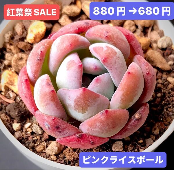 紅葉祭SALE★新入荷★韓国苗★ピンクライスボール★可愛い紅葉大苗★超美苗★多肉植物★エケベリア