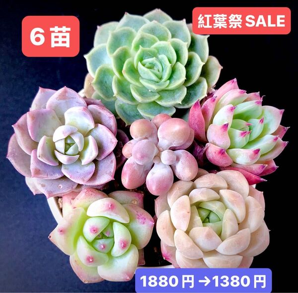紅葉祭SALE★6苗1380円★韓国苗★アンスノ-、コロラ-タ、アメイジンググレイス等★可愛い紅葉超美苗★多肉植物★エケベリア