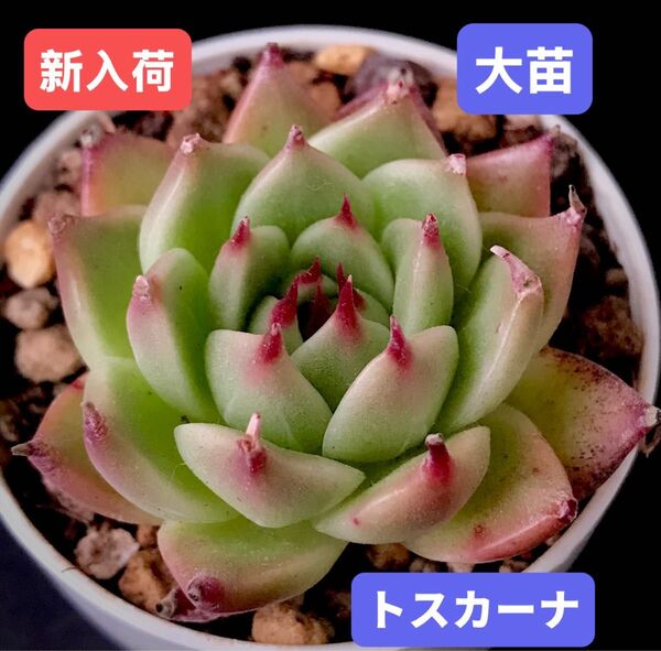 新入荷★韓国苗★トスカーナ★レア種★可愛い紅葉大苗★超美苗★多肉植物★エケベリア