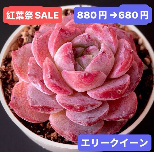 紅葉祭SALE★新入荷★韓国苗★エリークイーン★レア種★可愛い紅葉大苗★超美苗★多肉植物★エケベリア