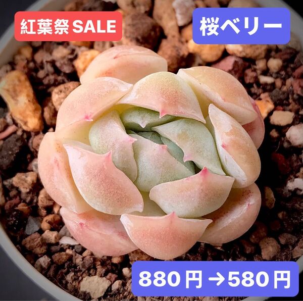 紅葉祭SALE★新入荷★韓国苗★桜ベリー★可愛い紅葉超美苗★多肉植物★エケベリア