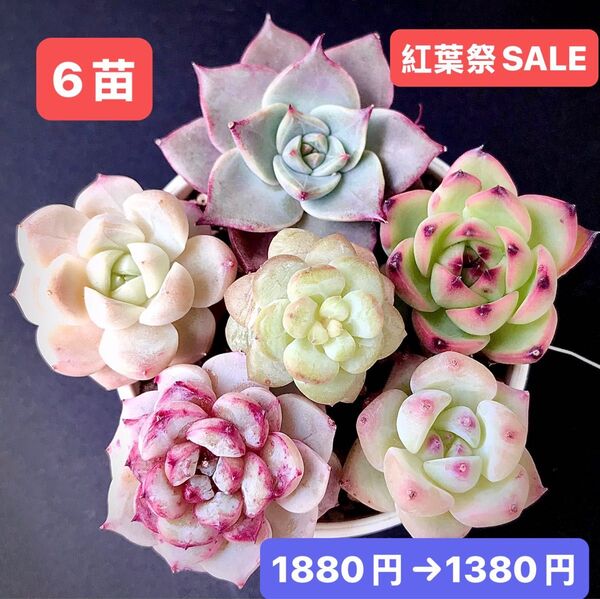 紅葉祭SALE★6苗1380円★韓国苗★ミヤ、ムーンストーン、真珠、葡萄、苺ジャム、桜の桃★可愛い紅葉超美苗★多肉植物★エケベリア