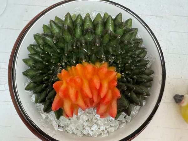 No.10 サボテンギムノカリキュウムカラートゲないクリスタタCristata Variegated 多肉植物種から