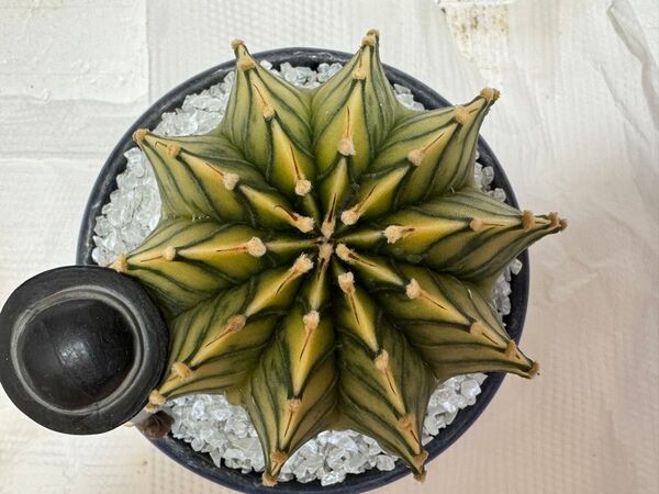No. 14 ( 親 )ギムノカリキュウムカラートゲがない種からの多肉植物です。