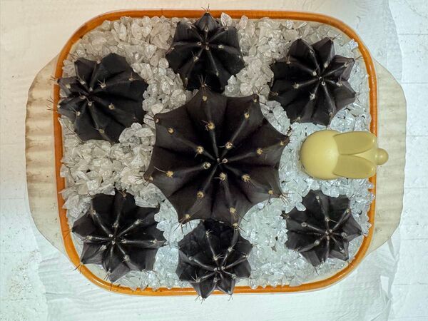 No.20( 黒 + 紫 )セットサボテンギムノカリキュウムカラーBlack Window多肉植物です。サイズ5.5~3.5 cm