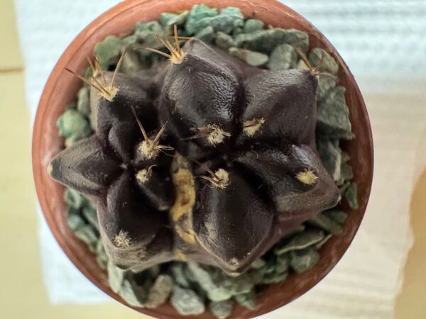 No. 76 Black Window ( 黒 + 紫 ) サボテンギムノカリキュウムカラー多肉植物です。