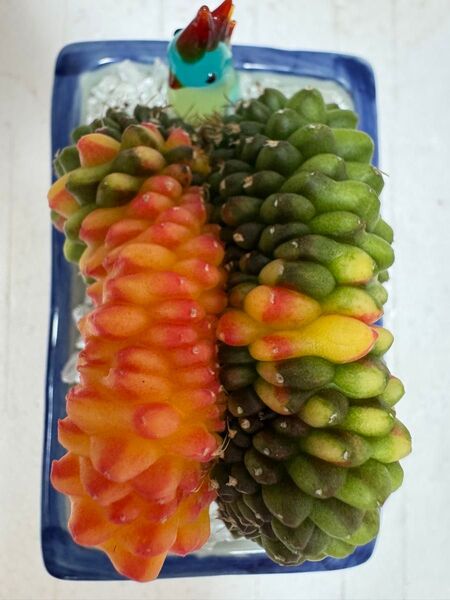 No.4 サボテンギムノカリキュウムカラートゲないクリスタタCristata Variegated 多肉植物種から