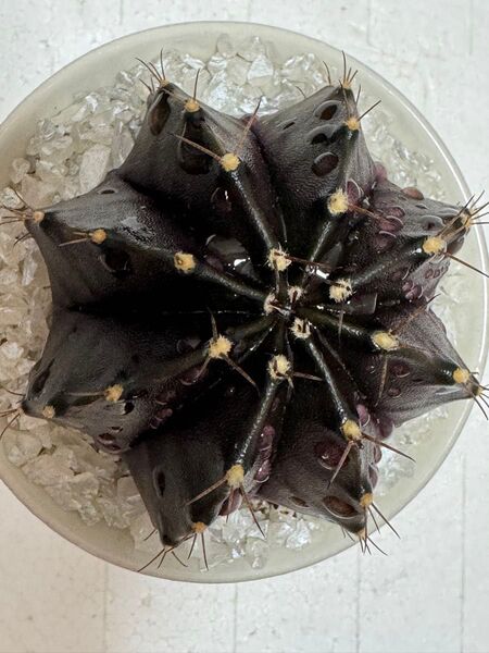 No. 9 ( 黒 + 紫 ) サボテンギムノカリキュウムカラーBlack Window 多肉植物。