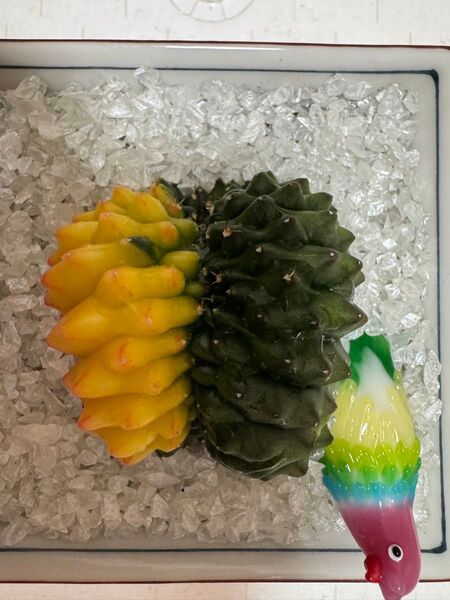 No.13 サボテンギムノカリキュウムカラートゲないクリスタタCristata Variegated 多肉植物実生です。