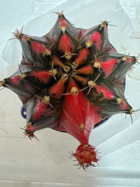 No.24 Gymnocalycium mihanovichii variegata 緋牡丹錦 サボテン