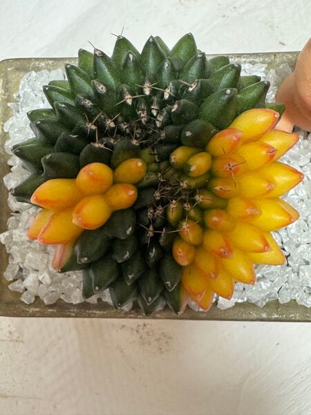 No.25 クリスタタサボテンギムノカリキュウムカラートゲないCristata Variegated 多肉植物実生です。