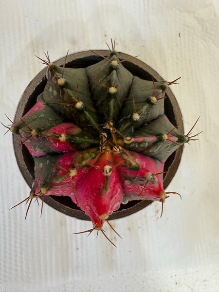 No.30 Pink Diamond ギムノカリキウムカラー実生多肉植物です。