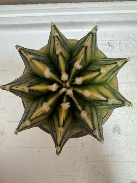 No.35 ギムノカリキュウムカラーサボテン実生多肉植物です。