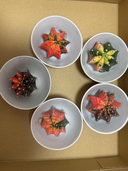 No.46 ( 5 個セット) ギムノカリキュウムカラーサボテン実生多肉植物です。