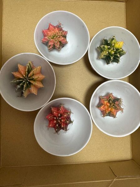 No.47 ( 5 個セット)ギムノカリキュウムカラーサボテン実生多肉植物です。