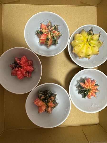 No.49 ( 5 個セット)ギムノカリキュウムカラーサボテン実生多肉植物です。