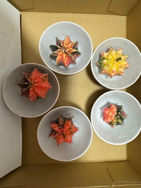 No.50 ( 5個セット)ギムノカリキュウムカラーサボテン実生多肉植物です。