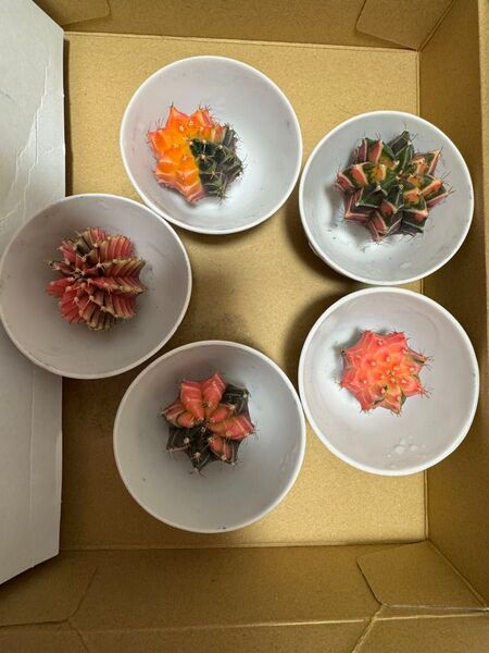No.51 ( 5 個セット)ギムノカリキュウムカラーサボテン実生多肉植物です。