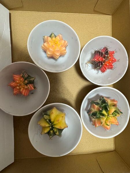 No.54 ( 5 個セット)ギムノカリキュウムカラーサボテン実生多肉植物です。
