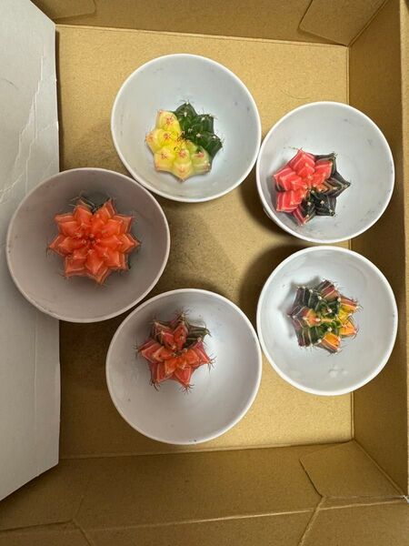No.56 ( 5個セット)ギムノカリキュウムカラーサボテン実生多肉植物です。