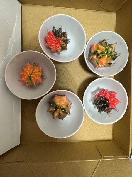 No.57 ( 5 個セット)ギムノカリキュウムカラーサボテン実生多肉植物です。