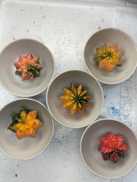 No.59 ( 5 個セット)ギムノカリキュウムカラーサボテン実生多肉植物です。
