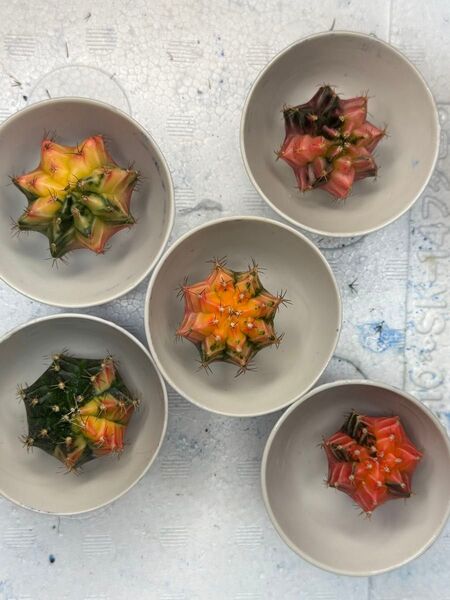 No.60 ( 5 個セット)ギムノカリキュウムカラーサボテン実生多肉植物です。