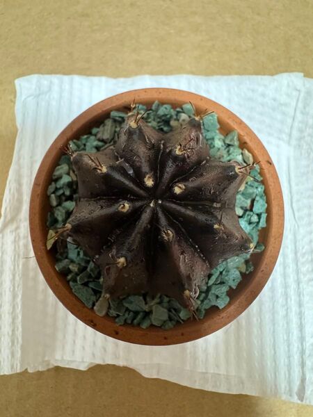 No.66 Black Window ( 黒 + 紫 ) サボテンギムノカリキュウムカラー多肉植物です。