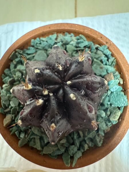 No.68 Black Window ( 黒 + 紫 ) サボテンギムノカリキュウムカラー多肉植物です。