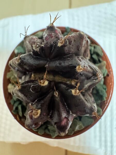 No.71 Black Window ( 黒 + 紫 ) サボテンギムノカリキュウムカラー多肉植物です。