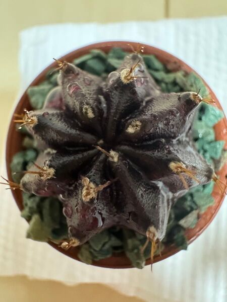 No.72 Black Window ( 黒 + 紫 ) サボテンギムノカリキュウムカラー多肉植物です。