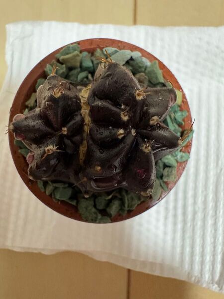 No.74 Black Window ( 黒 + 紫 ) サボテンギムノカリキュウムカラー多肉植物です。