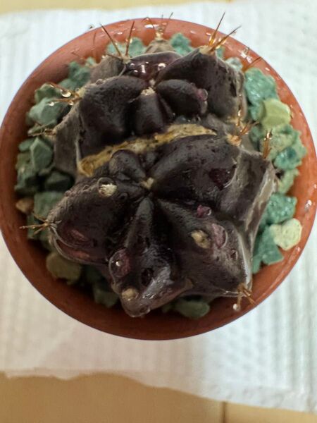 No.75 Black Window ( 黒 + 紫 ) サボテンギムノカリキュウムカラー多肉植物です。