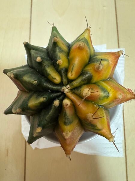 No. 79 Pinky pine ギムノカリキウム実生多肉植物です。