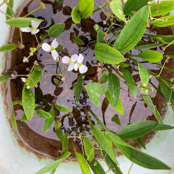 水生植物 ナガバオモダカ 2株 おまけ付き