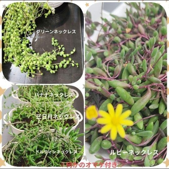 多肉植物 ルビー、グリーン、バナナ、三日月、ドルフィンネックレス カット苗