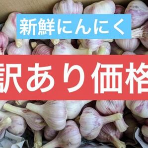【訳あり】新鮮、生にんにく 4.5kg 愛知県産