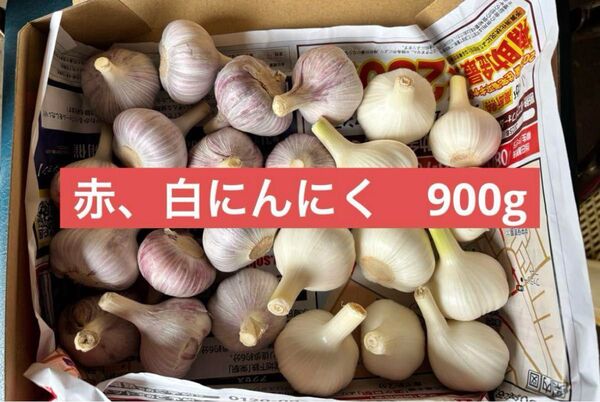 【旬】新鮮、生にんにく 赤白900g 愛知県産