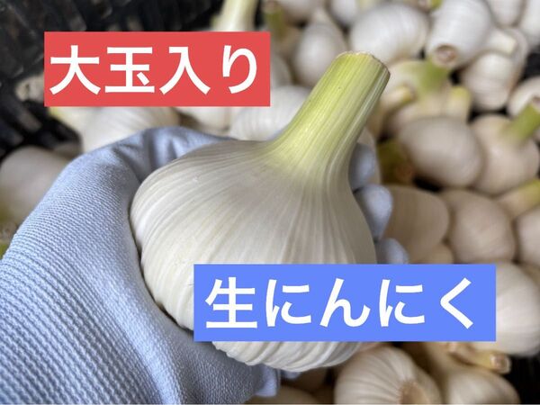 【今が旬】新鮮、生にんにく 4.5kg 愛知県産