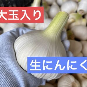 【旬】大玉入り 生ニンニク 4.5kg 愛知県産